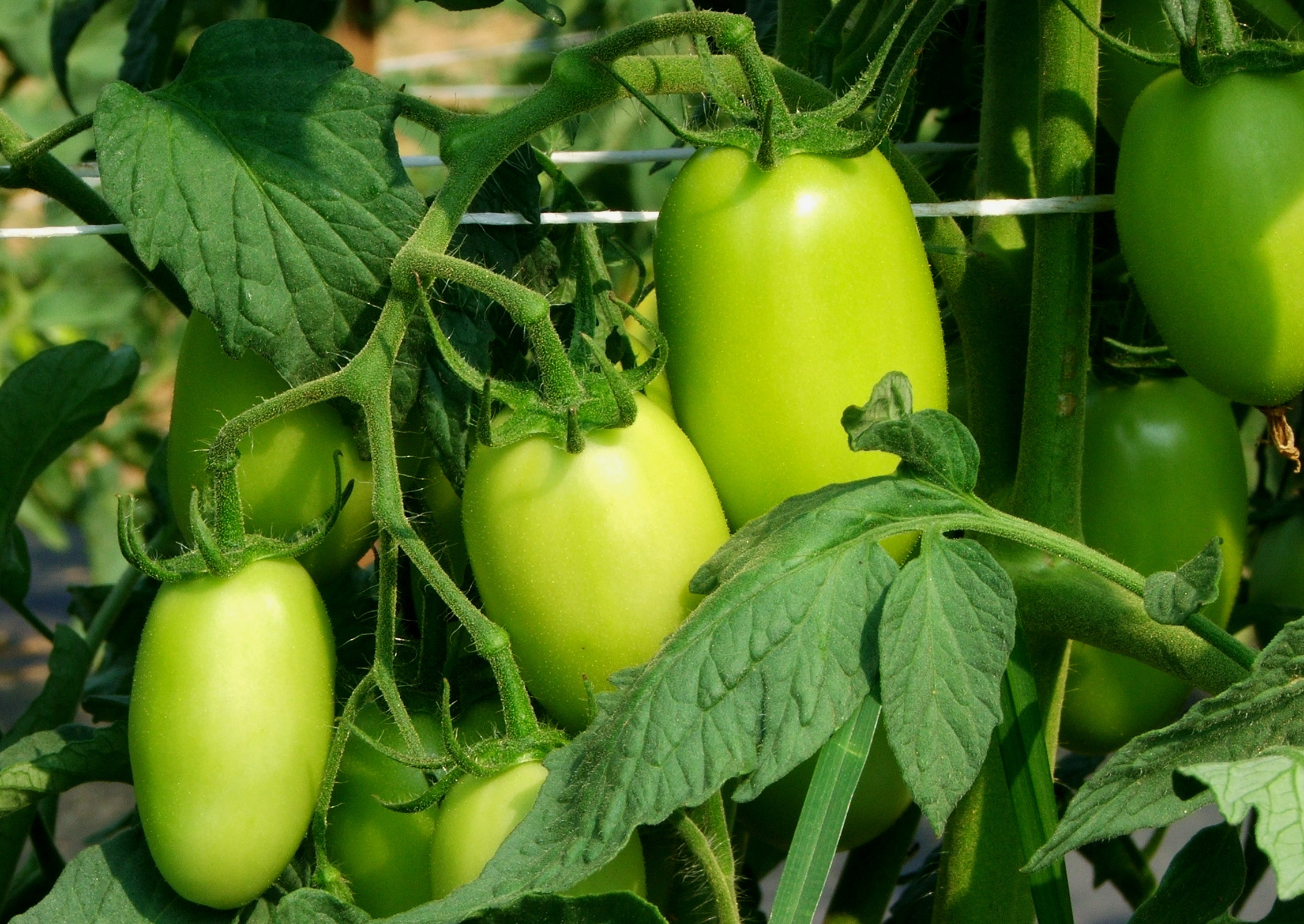 controling tomato pests and control