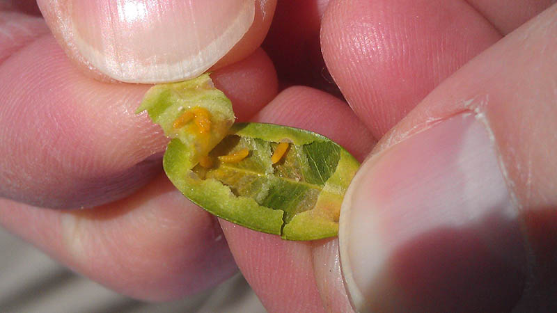 Boxwood leafminer larvae in a boxwood leaf. Photo: SD Frank