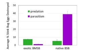 The effects of native predators and parasitoids on the exotic brown marmorated stink bug (BMSB) versus the native brown stink bug (BSB). 