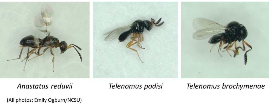 Native wasp parasitoids of stink bugs: Anastatus reduvii, Telenomus podisi, and Telenomus brochymenae