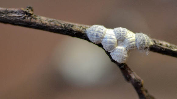 Oak eriococcid scales on a willow oak twig. Photo: AG Dale