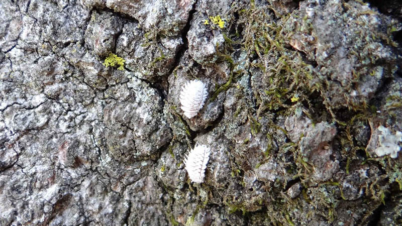 Two lady beetle larvae that mimic mealybugs on a willow oak trunk. Photo: SD Frank