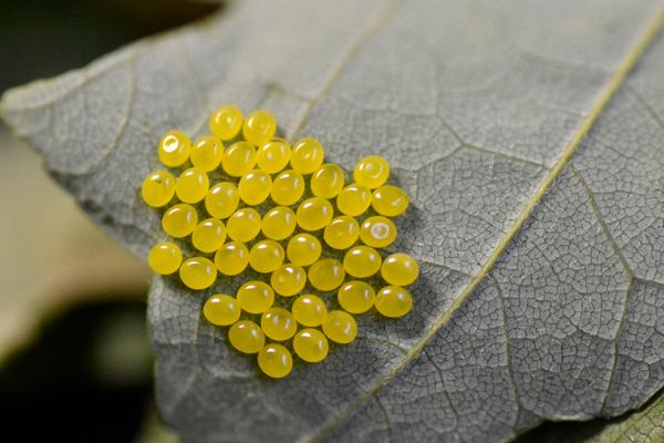 Greenstripped mapleworm eggs . Photo: AG Dale