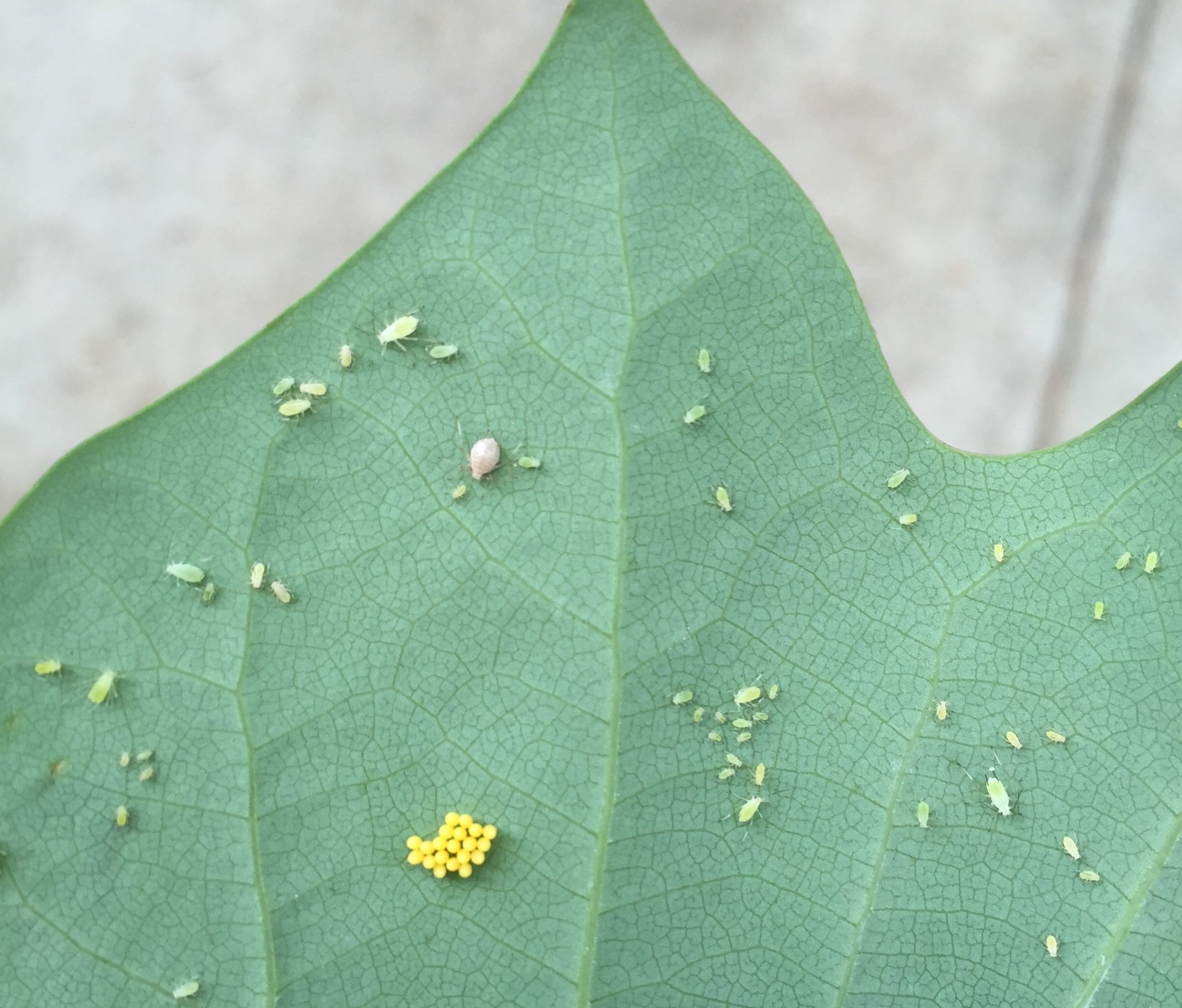 Tulip tree aphids with a brown parasitized aphid mummy and yellow lady beetle eggs. Photo: SD Frank