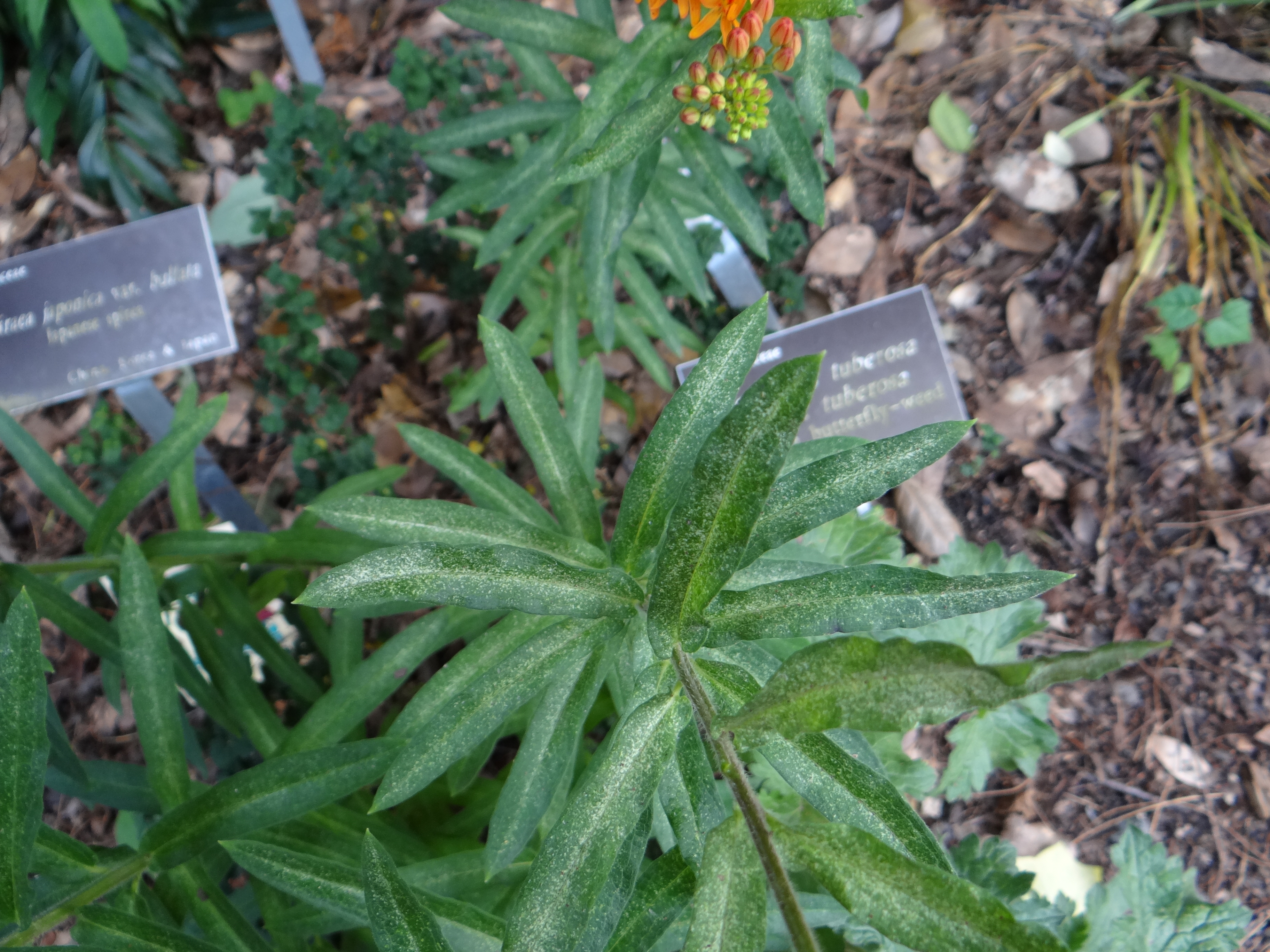 Twospotted spider mite damage on butterfly weed, Asclepias tuberosa. Photo: SD Frank