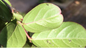 Crape myrtle aphids. Photo: SD Frank