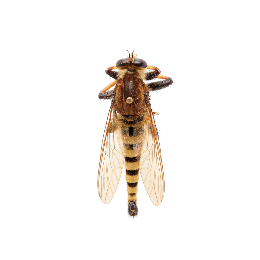 Giant Robber Fly, Promachus rufipes