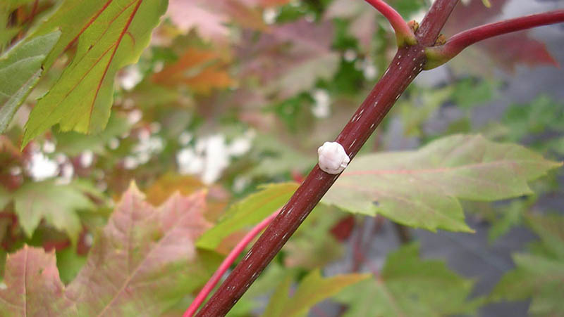 Wax scale on the twig of a nursery-grown maple. Photo: S.D. Frank