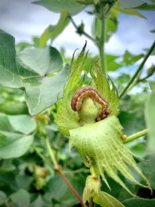 Cover photo for Should You Stop Treating Cotton for Insects?