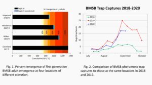 Cover photo for BMSB Adult Emergence and Trap Captures -- September 16, 2020