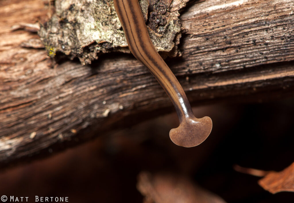 Close-up of the head and neck of a hammerhead worm Bipalium kewense
