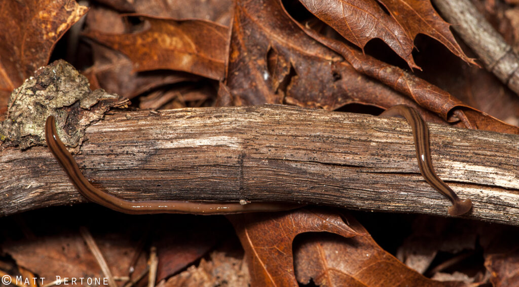A long, brown, striped hammerhead worm Bipalium kewense