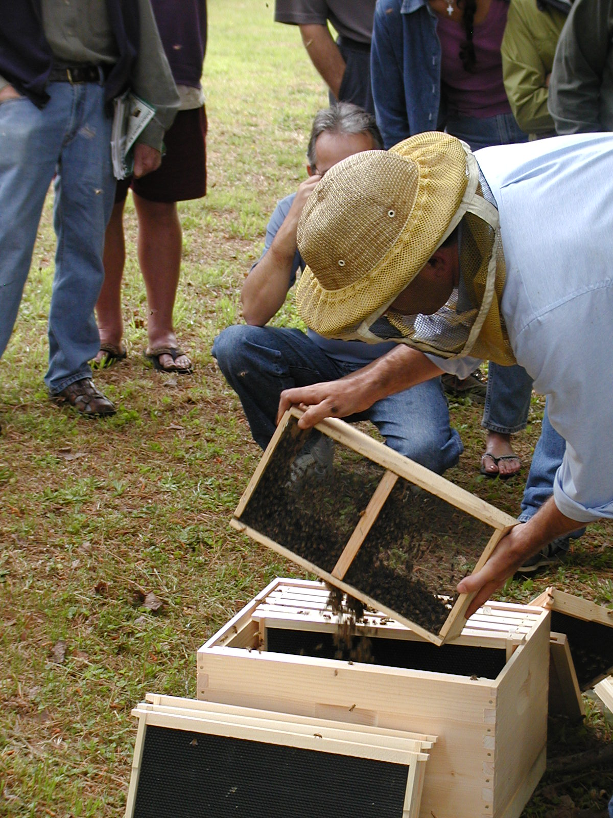 Qué significa beekeeping age en Inglés (US)?