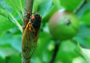 Periodical cicada on apple tree