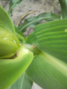 Cover photo for Managing Stink Bugs in Corn