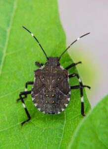 Cover photo for WNC Orchard Insect Pest Populations - July 13, 2021