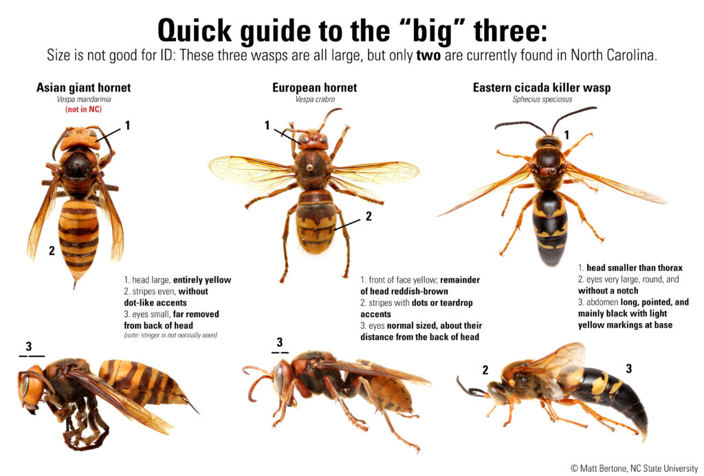 Comparison of three large wasps, the European hornet, cicada killer wasp, and the one not in North Carolina, the Asian giant hornet AKA "murder hornet"