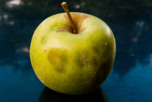 Brown marmorated stink bug damage on apple