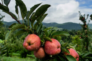 Apple orchard