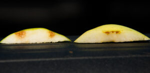 Cross-sectioned apple slice showing BMSB damage (left) and bruising not caused by insects (right). BMSB is one of several factors that cause similar-looking damage until fruit is sectioned.