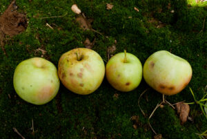 Stink bug damage on apples (external).