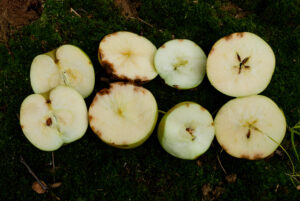 Stink bug damage on apples (internal).