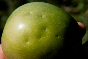 Early "pinprick" BMSB damage on apple.