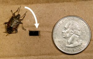 BMSB adult and quarter showing relative size hole that insects can fit through