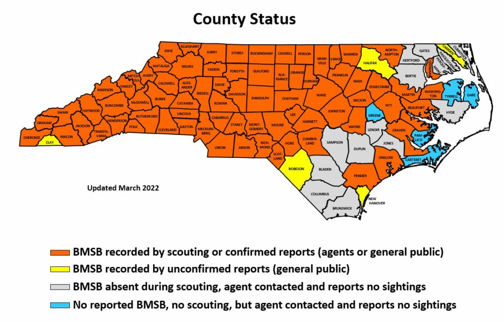 Map of NC counties showing BMSB presence