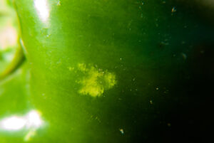 Close-up of stink bug feeding marks.