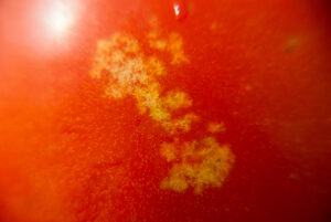 Stink bug feeding damage on tomato.