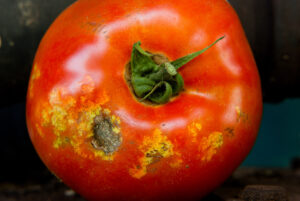 Stink bug feeding damage on tomato.