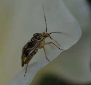 Cover photo for Preserve Cotton Yield by Addressing Tarnished Plant Bug