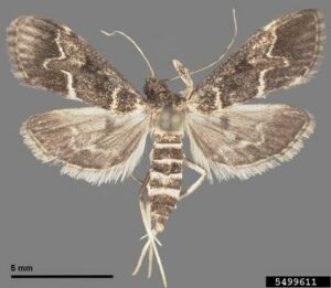 Adult European pepper moth. Kurt Ahlmark, Microlepidoptera on Solanaceae, USDA APHIS PPQ, Bugwood.org
