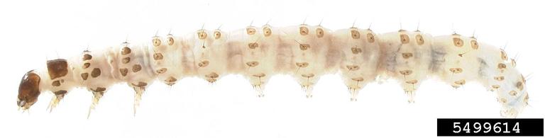 European pepper moth larva. Kurt Ahlmark, Microlepidoptera on Solanaceae, USDA APHIS PPQ, Bugwood.org