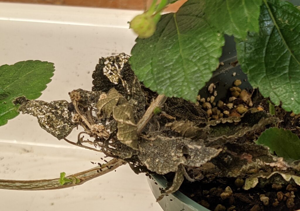 European pepper moth damage, frass, and silk on lantana. Annemarie Nagle, NCSU