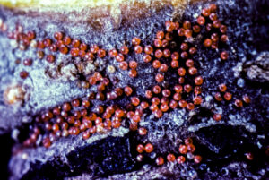 European red mite eggs on bark