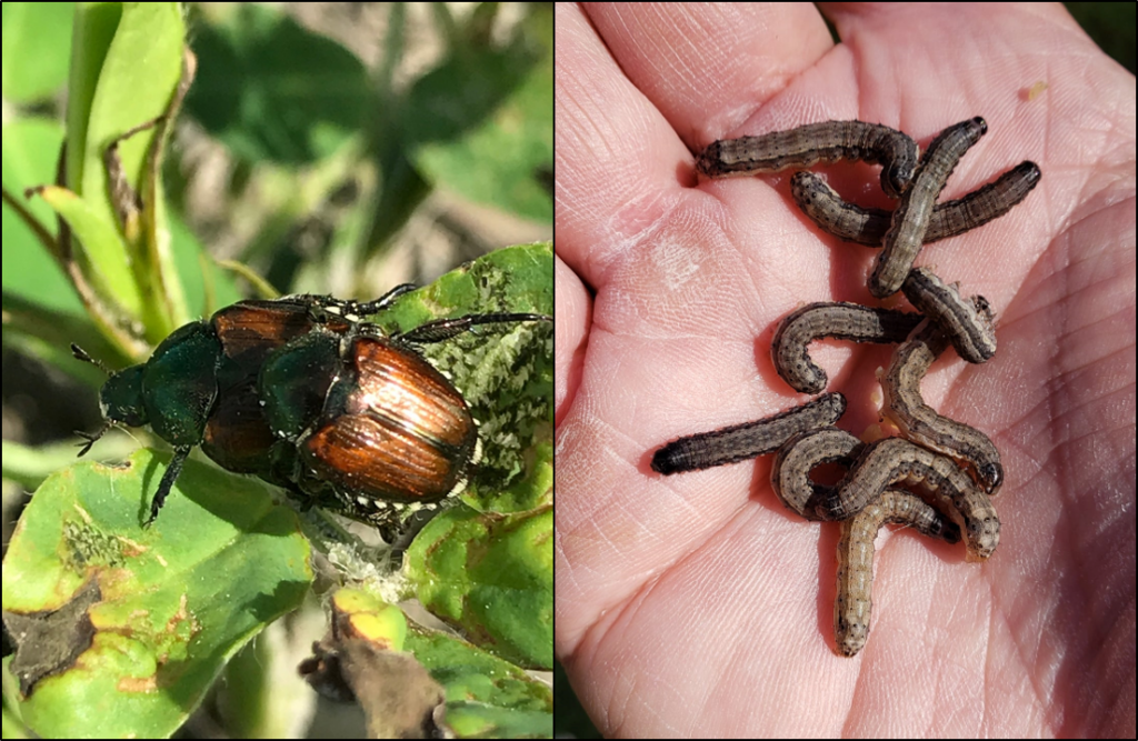 Entomology – Insect Biology And Management | NC State Extension