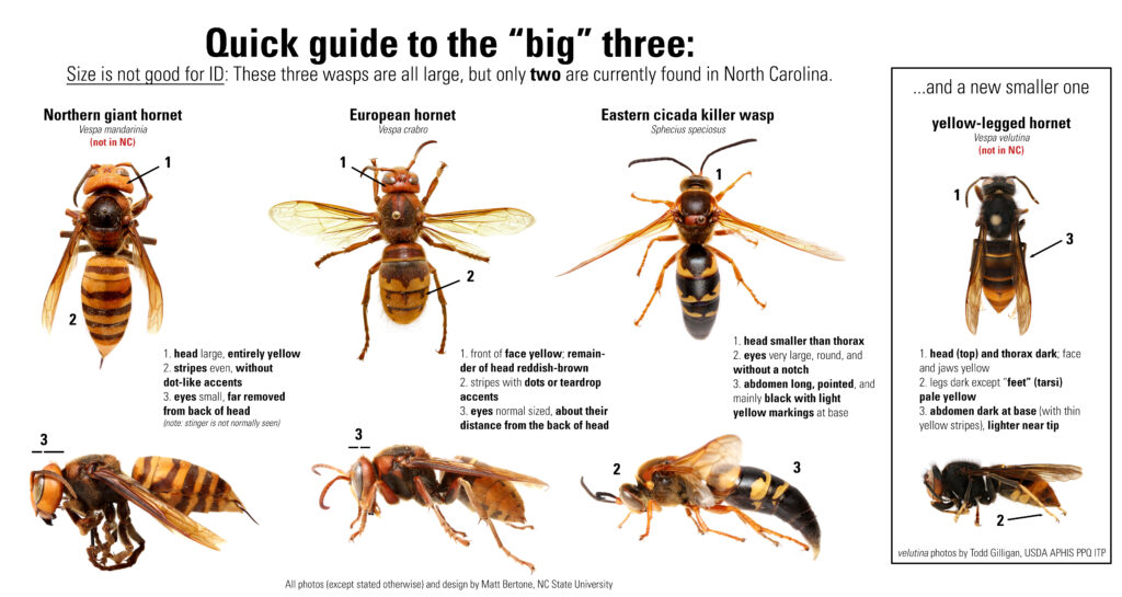 A visual chart identifying the "Big Three" wasps, including the Northern giant hornet - sometimes referred to as the "murder hornet."