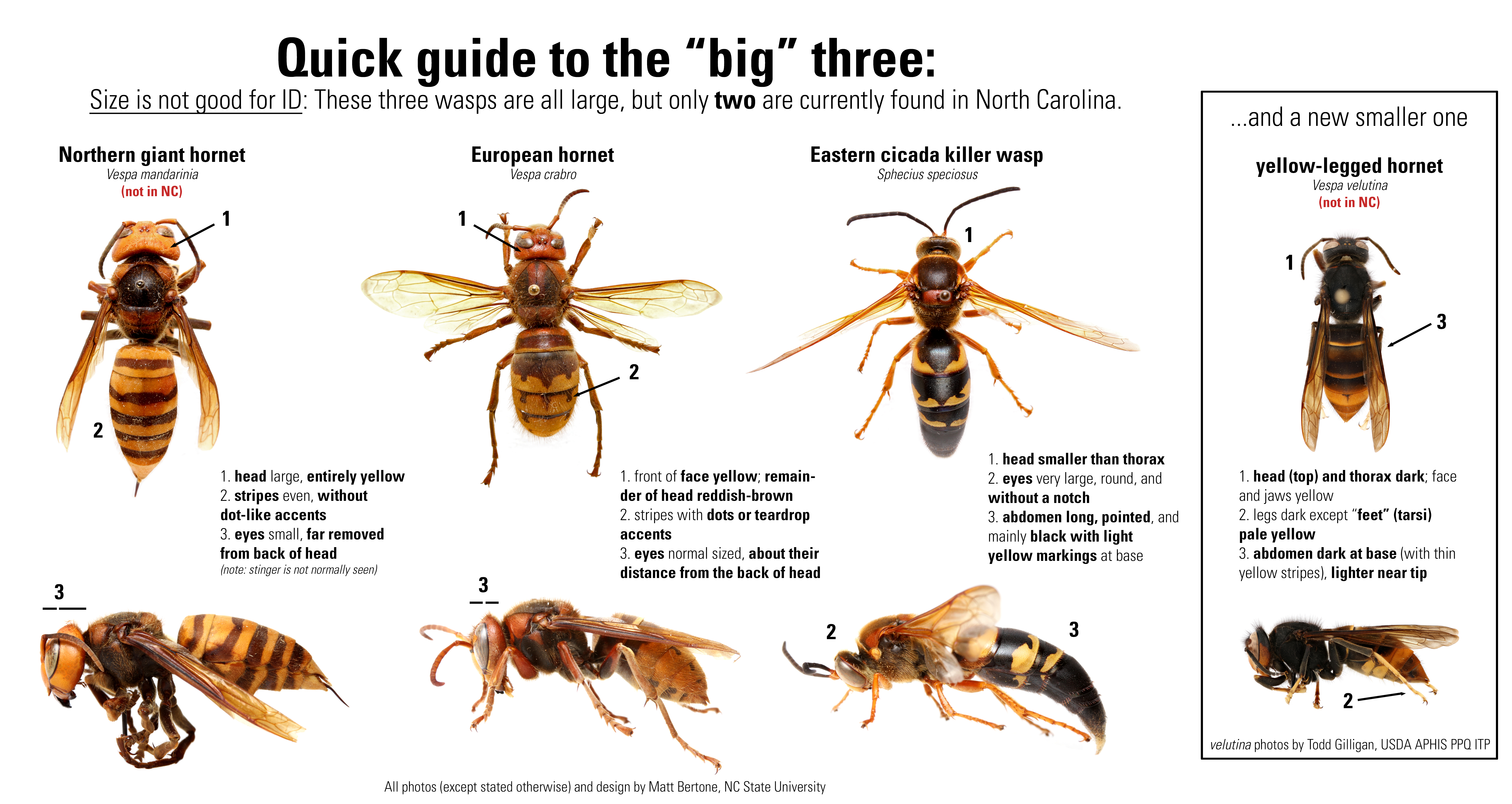 A Side by Side Comparison of the Northern Giant Hornet and Other