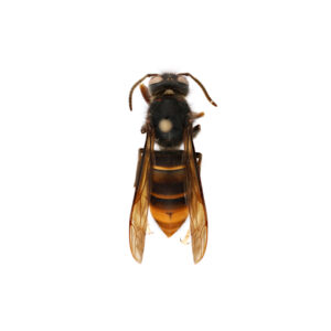 Picture of the yellow-legged hornet (Vespa velutina)