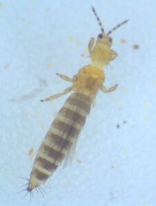 Fig.1. Adult Western Flower Thrips (WFT, Frankliniella occidentalis)