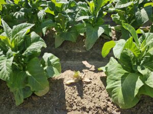 Cover photo for Malfunction: Tobacco Thrips Flight and TSWV Intensity Predictor
