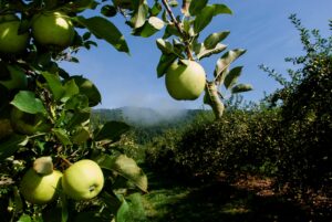 Apple orchard