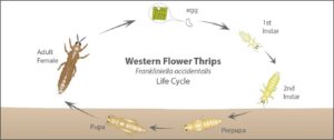 Fig. 5. Life cycle of western flower thrips. Source: https://www.biobee.com/pests/western-flower-thrips/