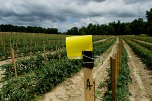 Fig. 9. Yellow sticky cards for monitoring thrips population in tomatoes