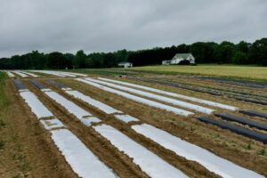 Fig. 11. Different types of mulches evaluated for management of WFT in tomato production (Photo: Walgenbach lab, NCSU)