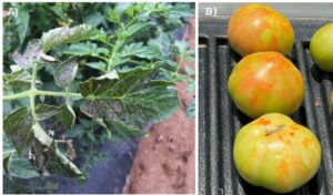 Fig. 8. A) Bronzing symptoms of TSWV on tomato leaves, B) TSWV symptoms on tomato fruit. (Photos: Inga Meadows and Jim Walgenbach, NCSU)