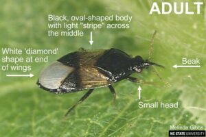 Fig. 10. Insidious flower bug (Orius insidiosus) (Photo: Melinda Gibbs, NCSU)