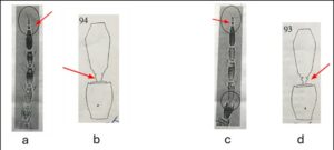 Fig. 2. Key microscopic features distinguishing WFT and EFT based on antennal morphology